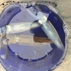 デイヒイカ撃沈