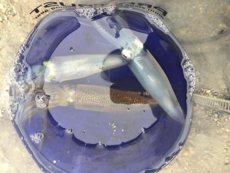 デイヒイカ撃沈