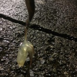 二日間連続ヒイカ