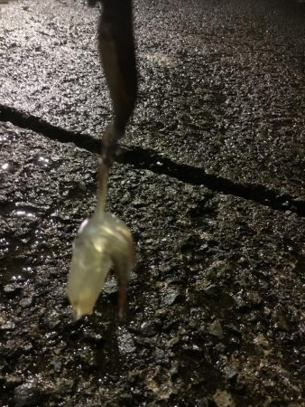 二日間連続ヒイカ