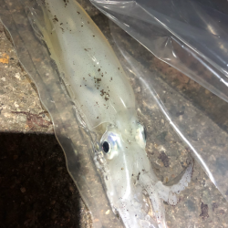 あかんじゃなイカ