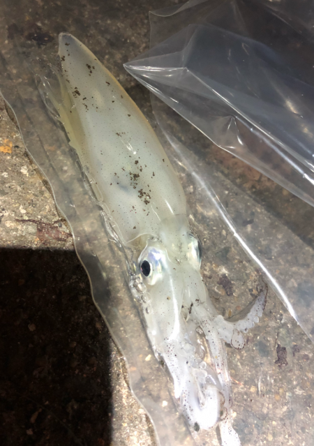 あかんじゃなイカ