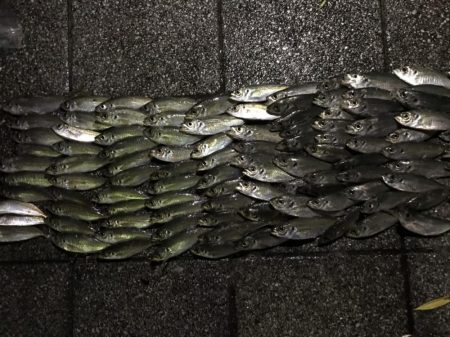 旧フェリー乗り場でサビキ