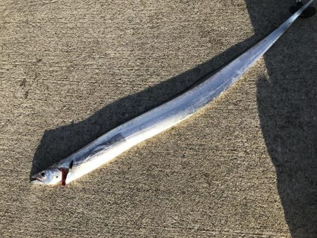 青物を狙おうと試みるも....