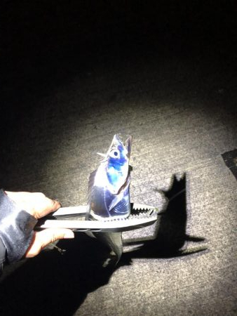 寒波が来る前に