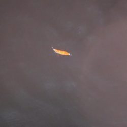 ヒイカ偵察 不発