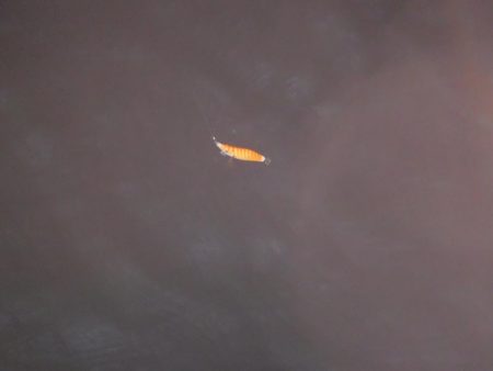 ヒイカ偵察 不発