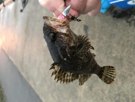 メバリング釣行