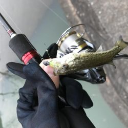 極小バスはライトタックルで