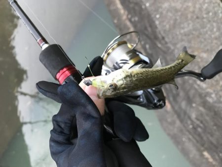 極小バスはライトタックルで