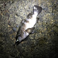 アジングリベンジ メバリング