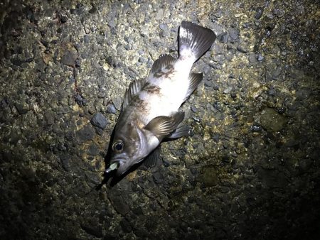 アジングリベンジ メバリング