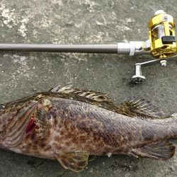 まぁまぁのタケノコメバル