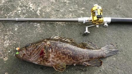 まぁまぁのタケノコメバル