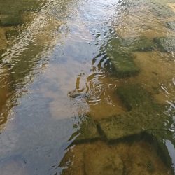 オイカワに混じって野ゴイ