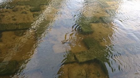 オイカワに混じって野ゴイ