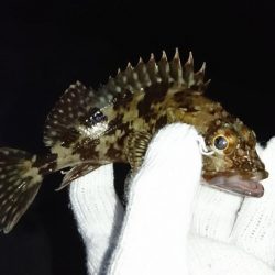 メバリングのはずが…