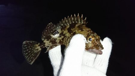 メバリングのはずが…