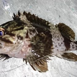 メバリング？ガシリング！