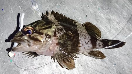 メバリング？ガシリング！