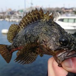 江井ヶ島漁港・穴釣り