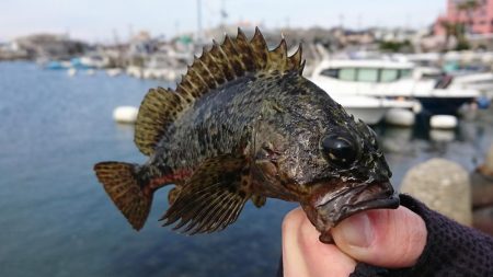 江井ヶ島漁港・穴釣り