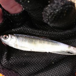 赤根川・オイカワ調査