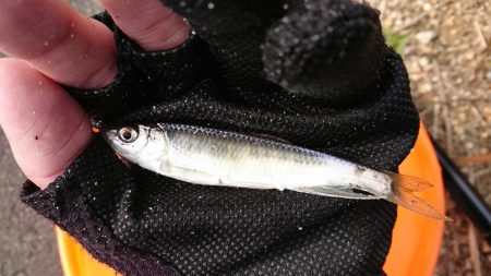 赤根川・オイカワ調査