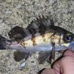 メバル・ワタリガニ