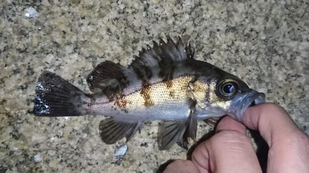 メバル・ワタリガニ