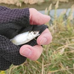 明石・赤根川小物釣り