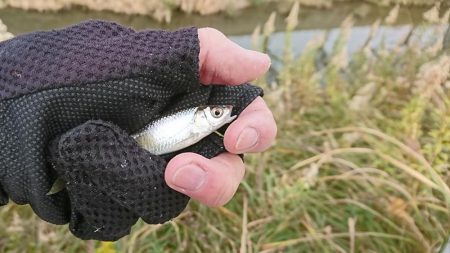 明石・赤根川小物釣り