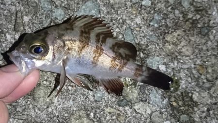 激寒の中のメバリング