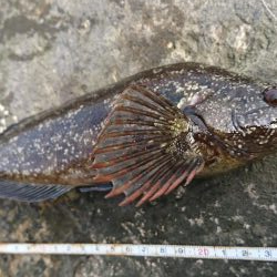 釣り納め・でかアイナメ