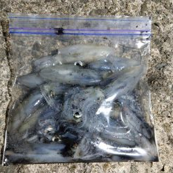 ヒイカエギング