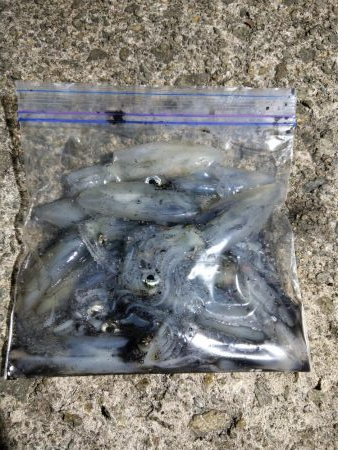 ヒイカエギング