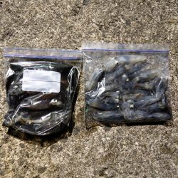 ヒイカエギング