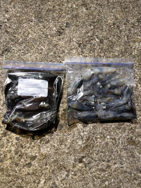 ヒイカエギング