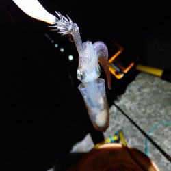 ヒイカエギング