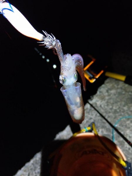 ヒイカエギング