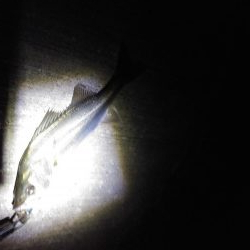 シーバスは好調