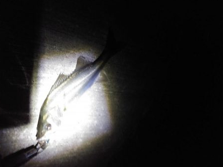 シーバスは好調