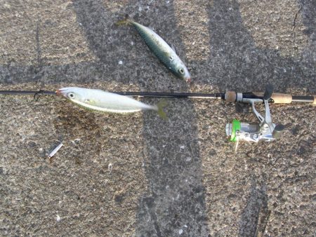 鳴尾浜魚釣公園