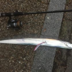 タチウオ・・・もう終わりですかねぇ