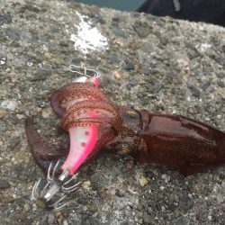 イカはいつまで釣れるんやろ？