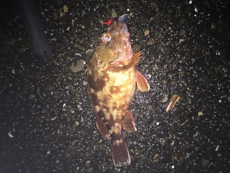 ネンブツダイ祭り