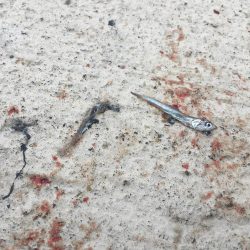 お昼間にサゴシジャンプ