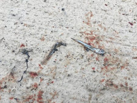 お昼間にサゴシジャンプ