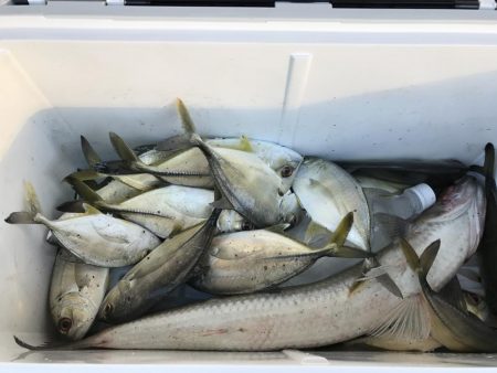 この魚分かる方いますか？