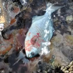 グレ5匹・・・・